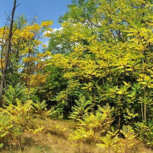 Mirigyes bálványfa visszaszorítása a Dunaalmási-kőfejtők Természetvédelmi Területen