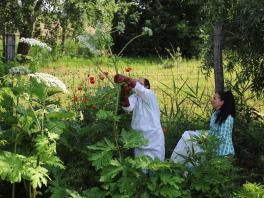 Inváziós növényfajok kezelése a Bükki Nemzeti Park Igazgatóság területén