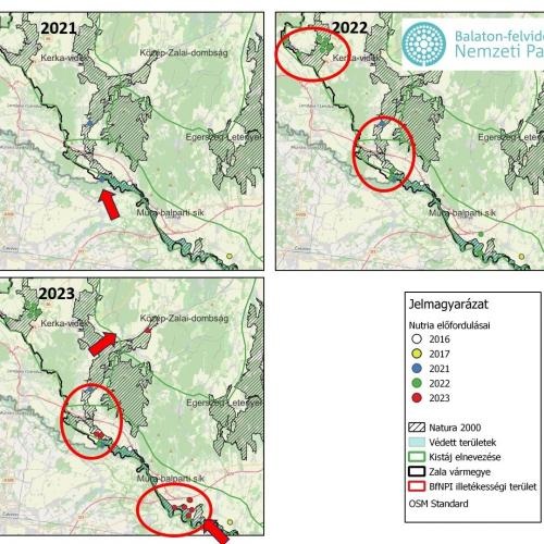 Terjeszkedő nutria-állományok Délnyugat-Magyarországon