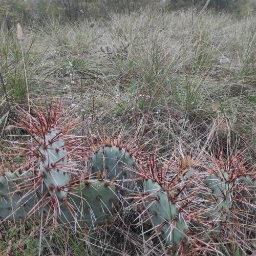 Kaktuszok a Kiskunsági Nemzeti Park Igazgatóság működési területén